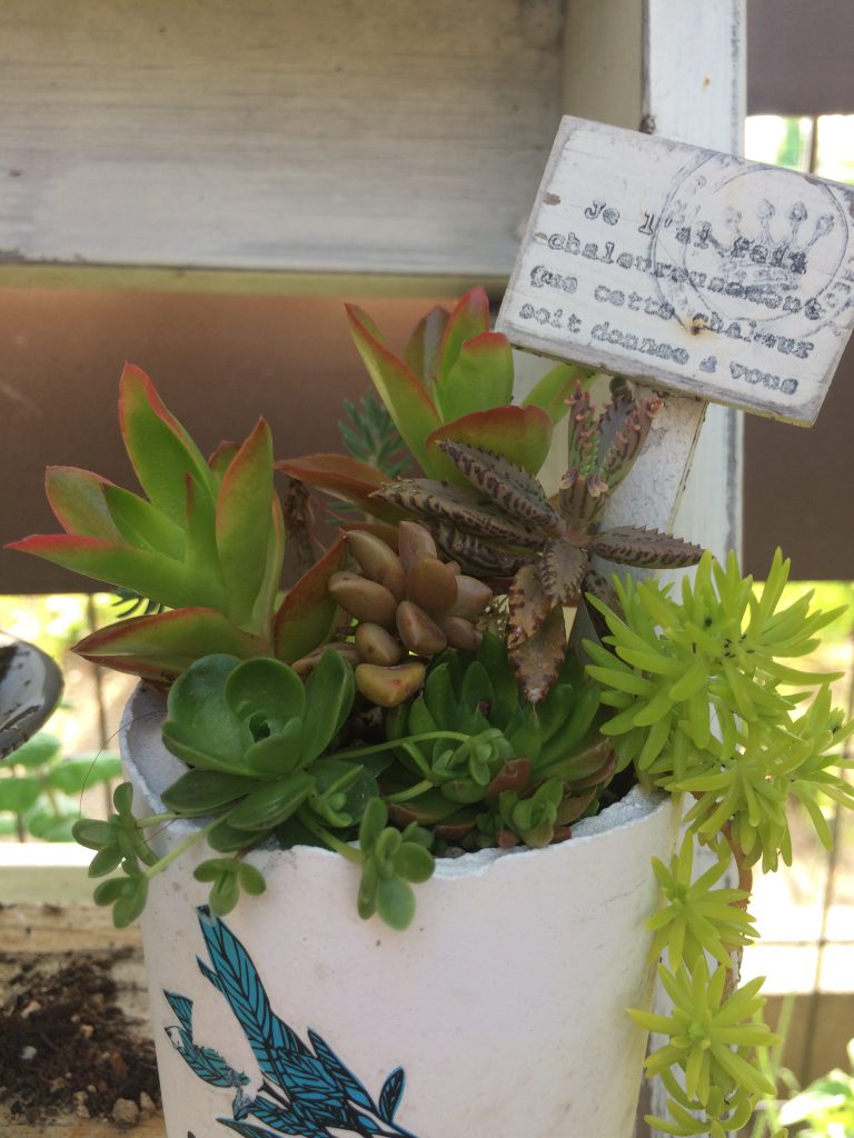 多肉植物寄せ植え